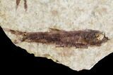 Small Fossil Fish (Knightia)- Wyoming #106948-3